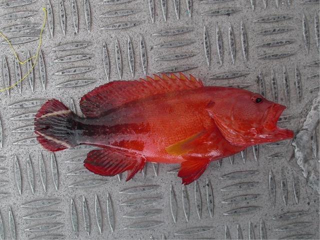 white barred black tailed red snapping cod